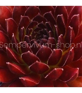 Sempervivum ‘Zannalee’