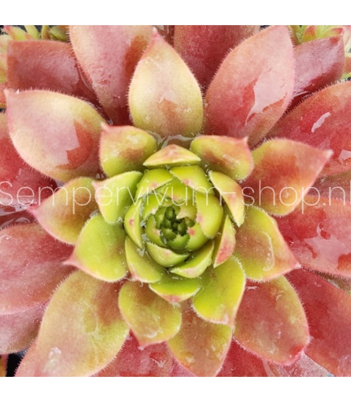 Sempervivum ‘Sweet Little Tears’