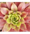 Sempervivum ‘Sweet Little Tears’
