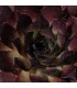 Sempervivum ‘Nachtmelodie’