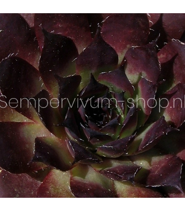 Sempervivum ‘Nachtmelodie’