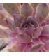 Sempervivum ‘Tesoro’