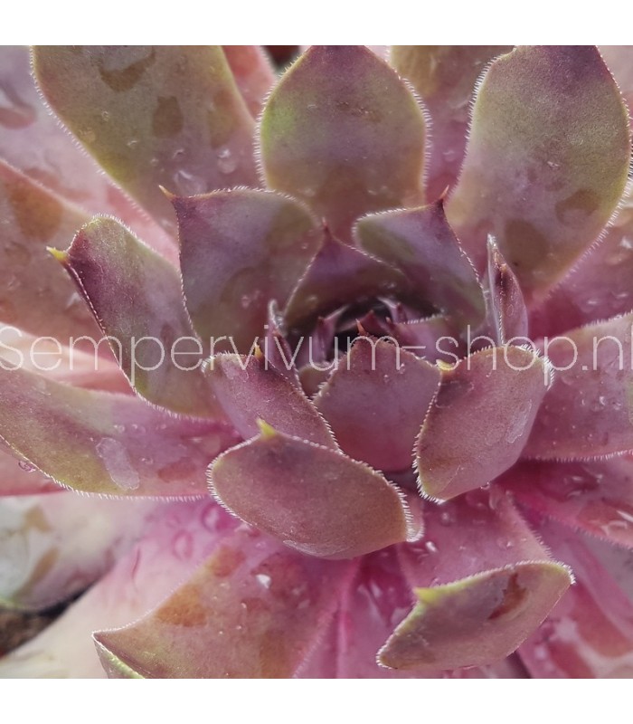 Sempervivum ‘Tesoro’
