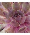 Sempervivum ‘Tesoro’