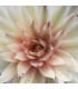 Sempervivum 'Saxon'