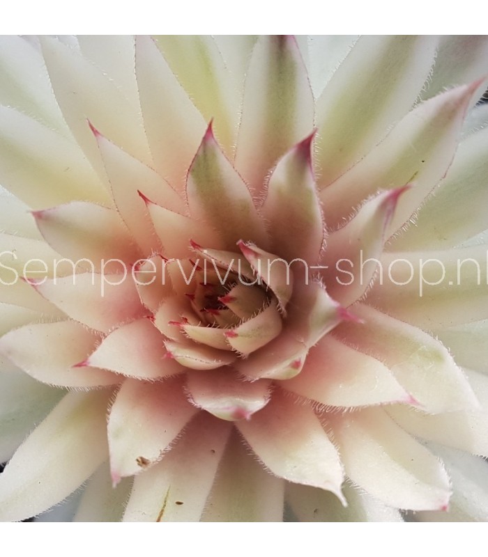 Sempervivum 'Saxon'