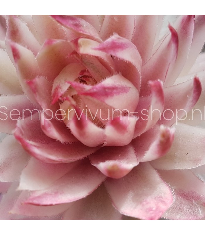 Sempervivum 'Saxon'