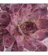 Sempervivum ‘Galahad’
