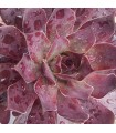 Sempervivum ‘Galahad’