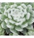 Sempervivum ‘Coconut Kiss’