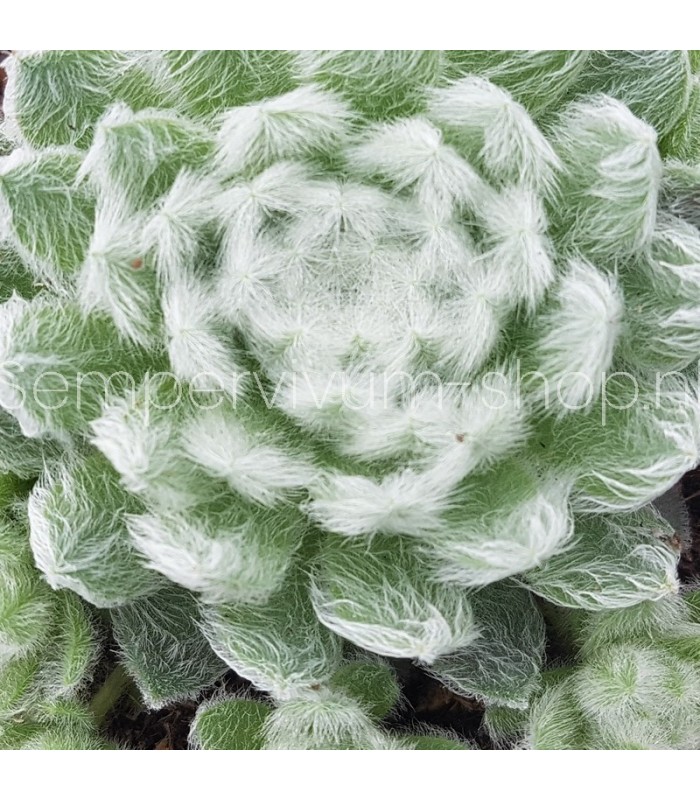 Sempervivum ‘Coconut Kiss’