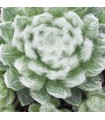 Sempervivum ‘Coconut Kiss’