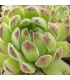 Sempervivum ‘Issey Miyake’
