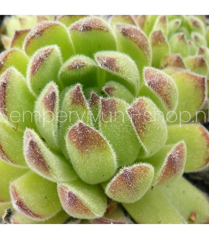 Sempervivum ‘Issey Miyake’