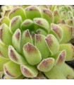 Sempervivum ‘Issey Miyake’