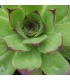 Sempervivum ‘Green Hero’