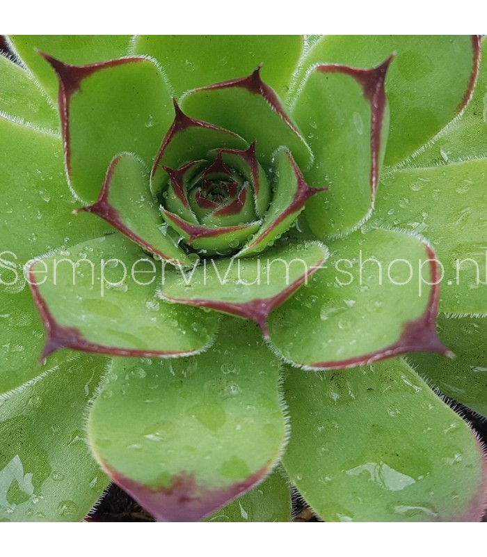 Sempervivum ‘Green Hero’