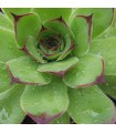 Sempervivum ‘Green Hero’