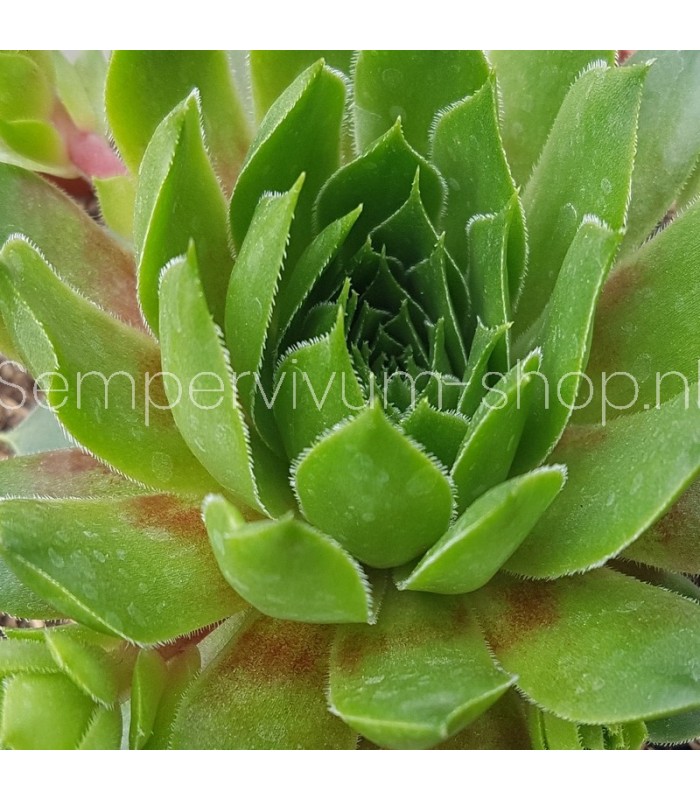Sempervivum ‘Pipifax’