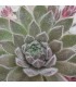Sempervivum 'Piccino'