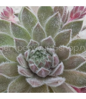 Sempervivum 'Piccino'