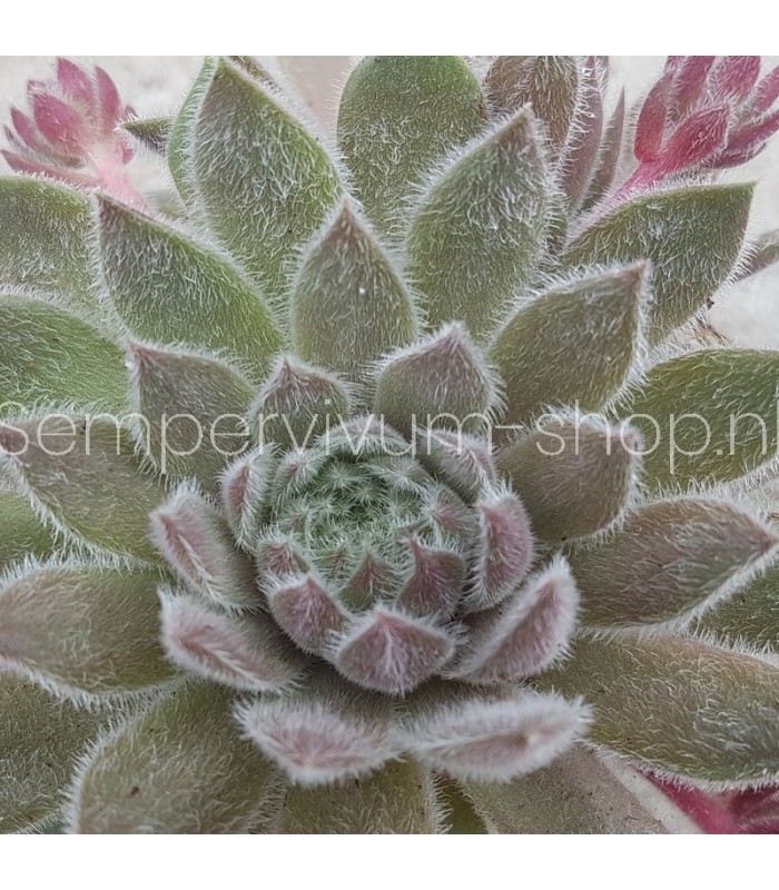 Sempervivum 'Piccino'