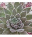 Sempervivum 'Piccino'
