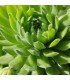 Sempervivum ‘Quatsch’