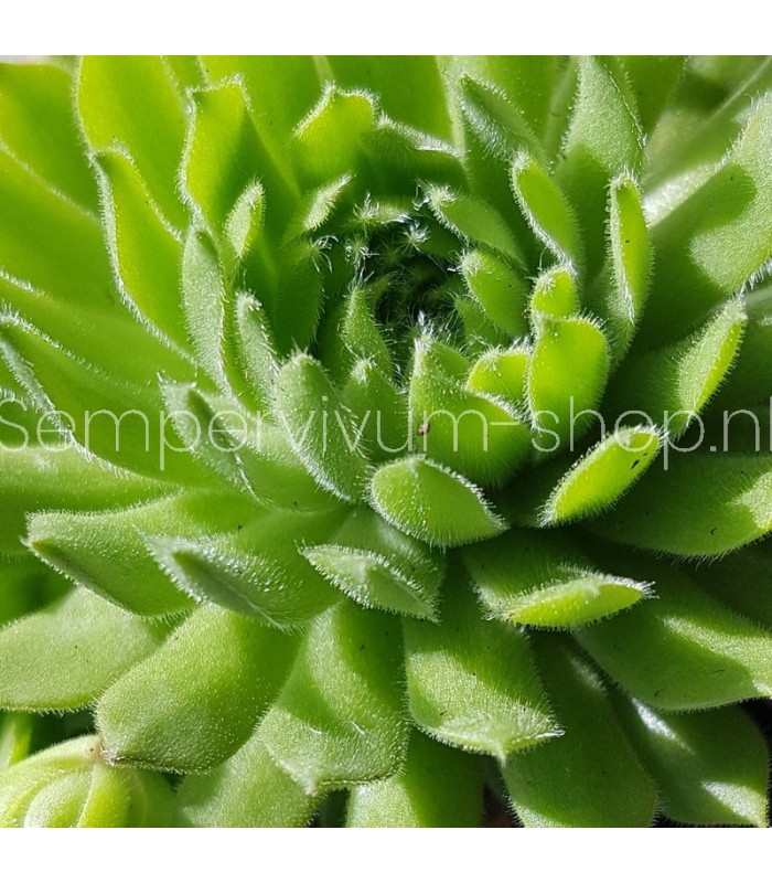 Sempervivum ‘Quatsch’