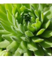 Sempervivum ‘Quatsch’
