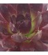 Sempervivum ‘Nachtspiel’
