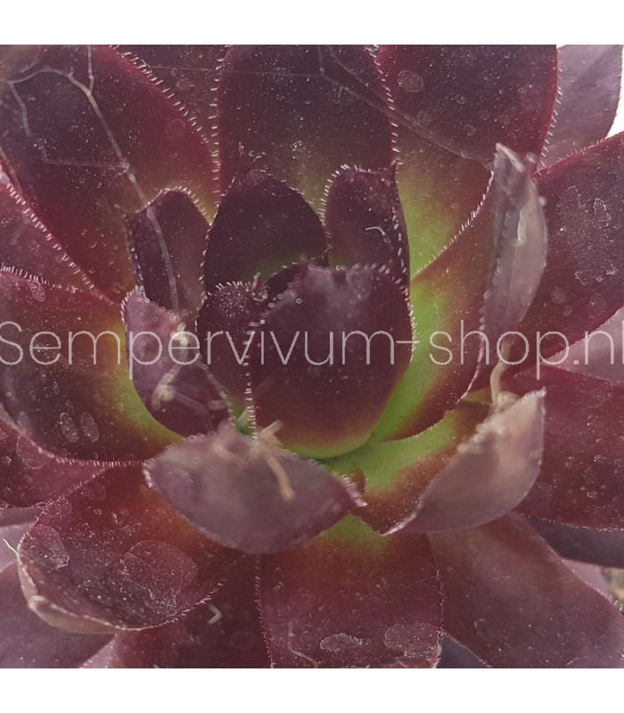 Sempervivum ‘Nachtspiel’