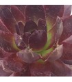 Sempervivum ‘Nachtspiel’