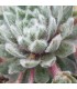 Sempervivum ‘Rosa Mädchen’