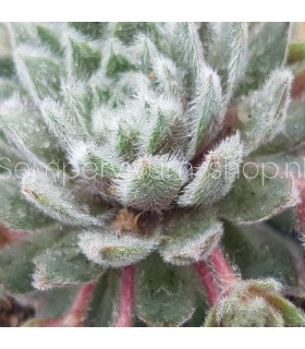 Sempervivum ‘Rosa Mädchen’