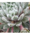 Sempervivum ‘Rosa Mädchen’