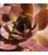 Sempervivum ‘One Hundred’