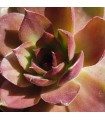 Sempervivum ‘One Hundred’