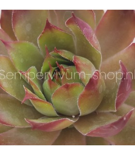 Sempervivum 'Orange Glow'