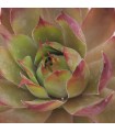 Sempervivum 'Orange Glow'