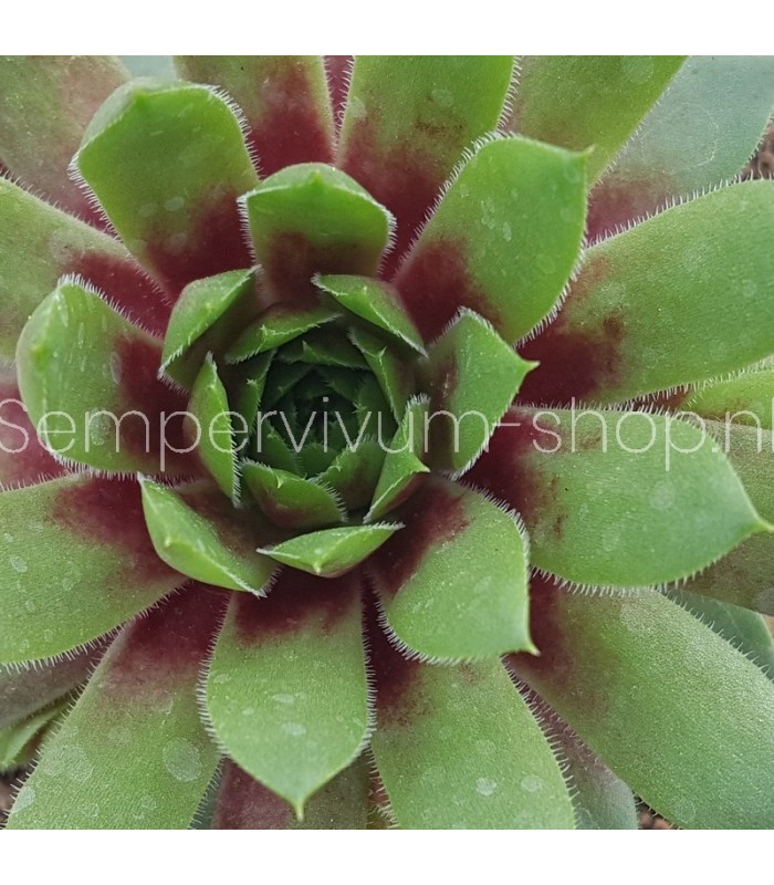 Sempervivum ‘Rio de Janeiro’