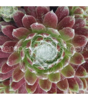 Sempervivum ‘Cherry Belle’