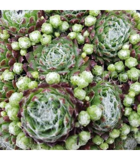 Sempervivum ‘Alex’