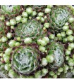 Sempervivum ‘Alex’
