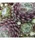 Sempervivum ‘Ali’