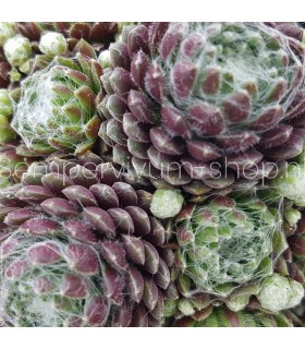 Sempervivum ‘Ali’