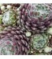 Sempervivum ‘Ali’