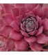 Sempervivum 'Vanto'