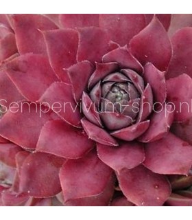 Sempervivum 'Vanto'