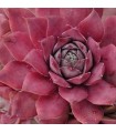Sempervivum 'Vanto'